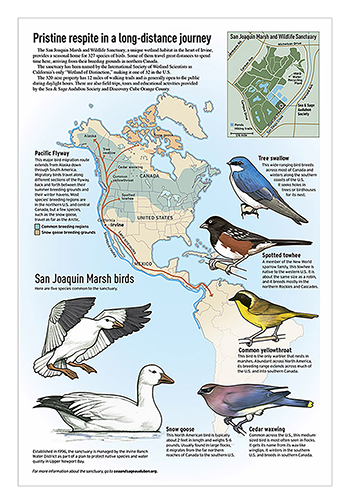 San Joaquin Birds graphic