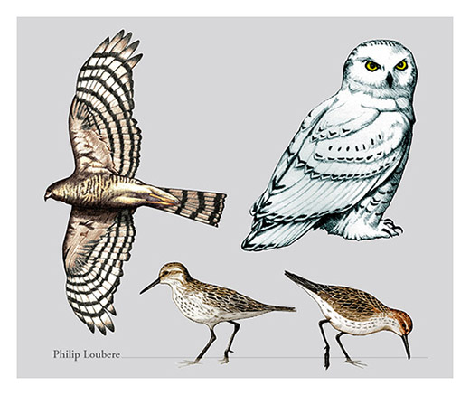 Migratory birds detail