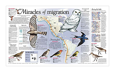 Migratory birds page