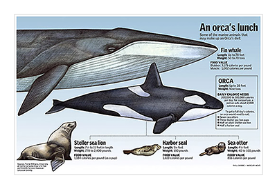 Orca graphic
